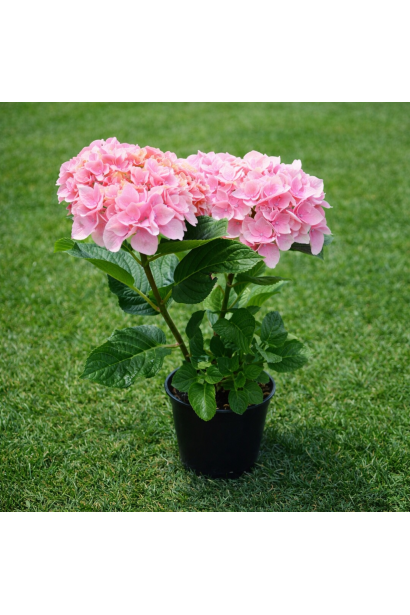 Hydrangea macrophylla Florentina опис